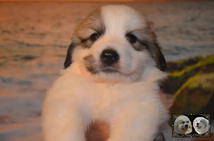 Chiot Montagne des Pyrénées B6 de la Plaine d'Astrée