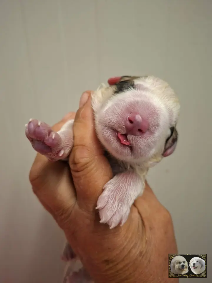 Chiot B4 de la Plaine d'Astrée