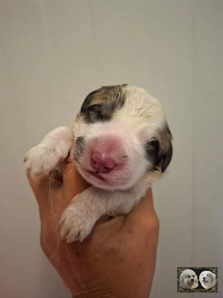 Chiot B6 de la Plaine d'Astrée