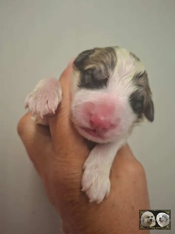 Chiot B5 de la Plaine d'Astrée
