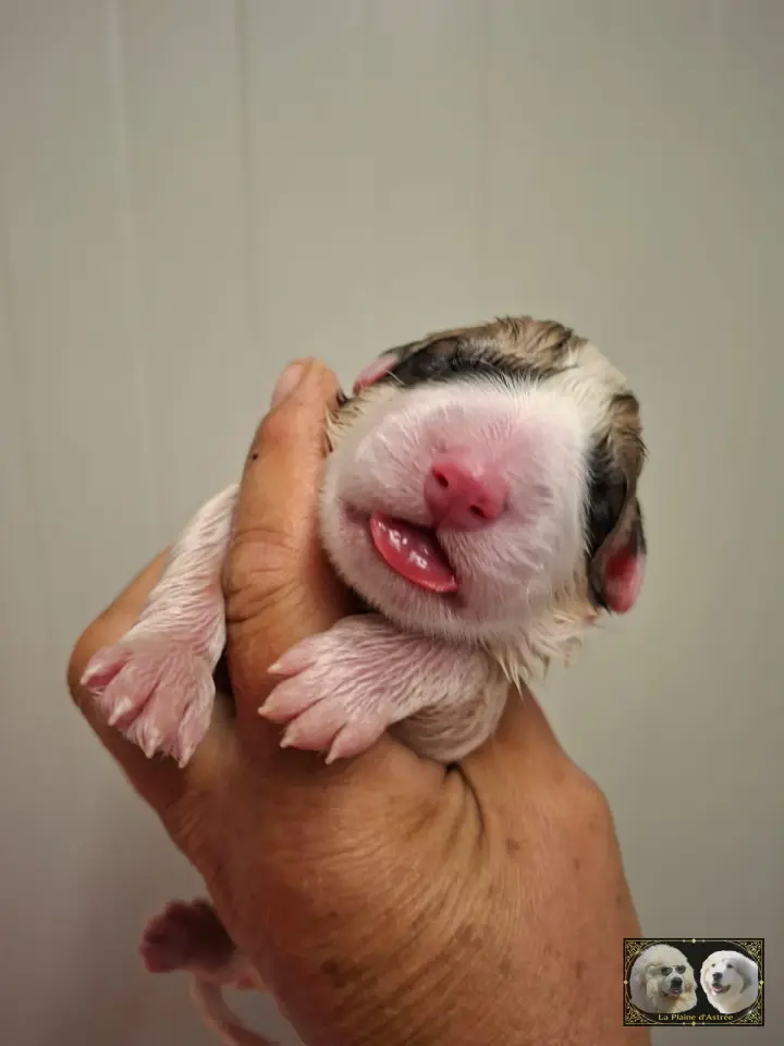 Chiot B2 de la Plaine d'Astrée