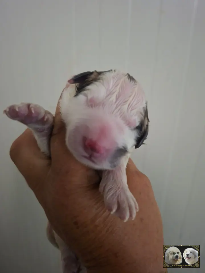 Chiot B3 de la Plaine d'Astrée