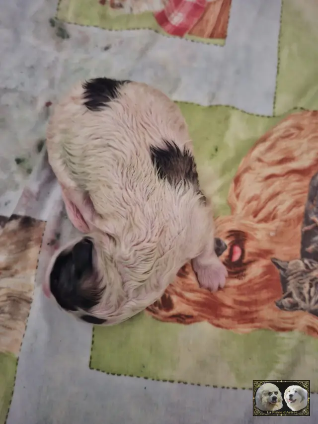 Chiot B1 de la Plaine d'Astrée, photo 2