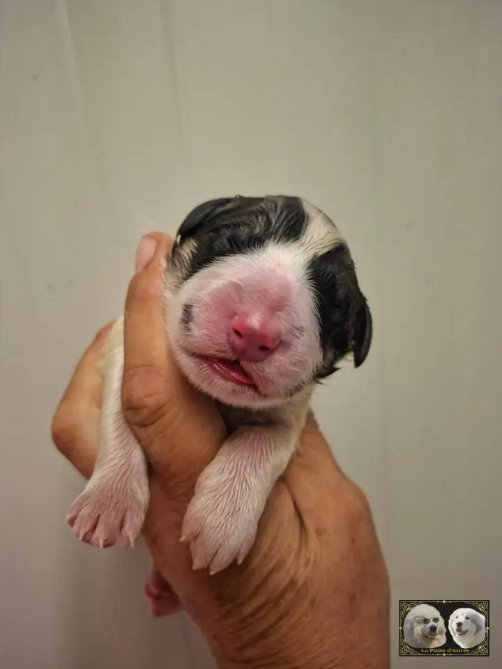 Chiot B1 de la Plaine d'Astrée