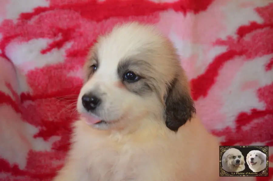 Chiot femelle Montagne des Pyrénées