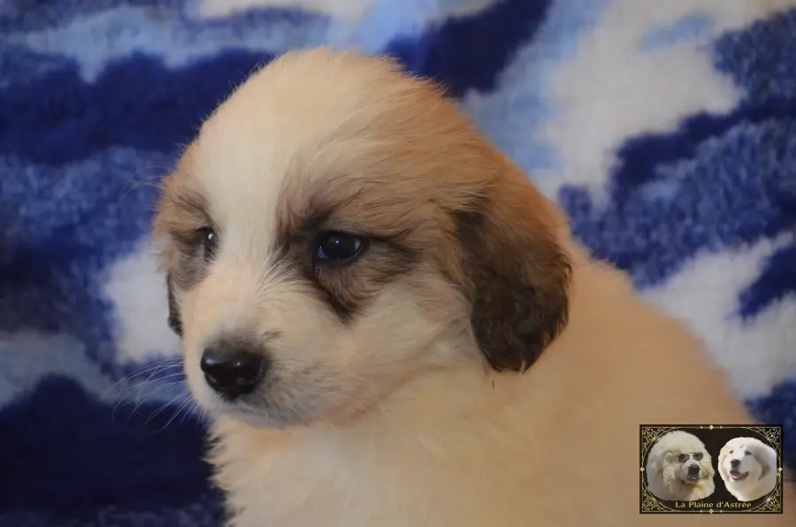Chiot mâle Montagne des Pyrénées
