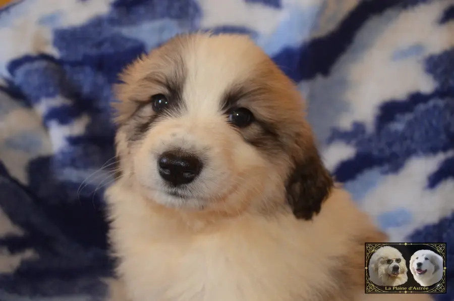 Chiot mâle Montagne des Pyrénées