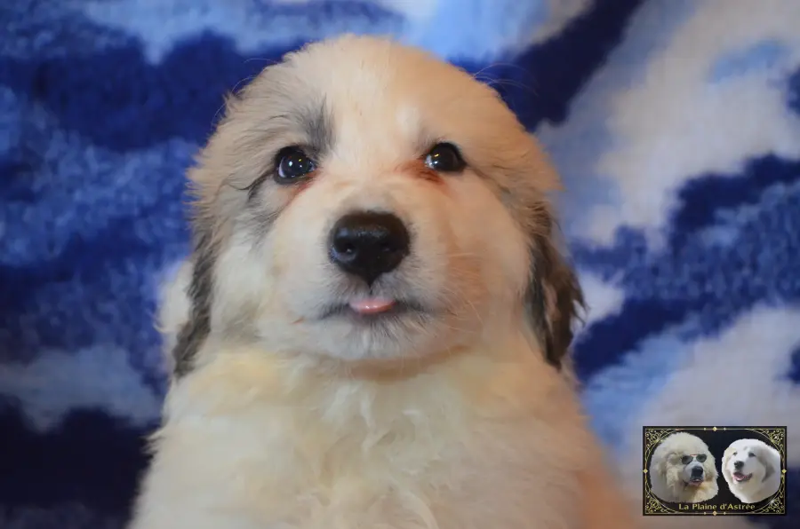 Chiot mâle Montagne des Pyrénées