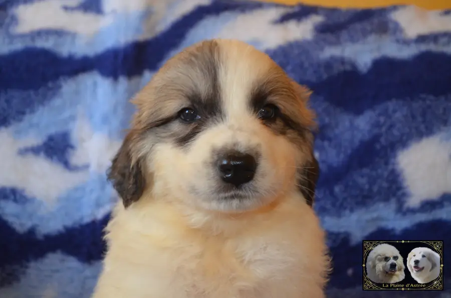 Chiot mâle Montagne des Pyrénées