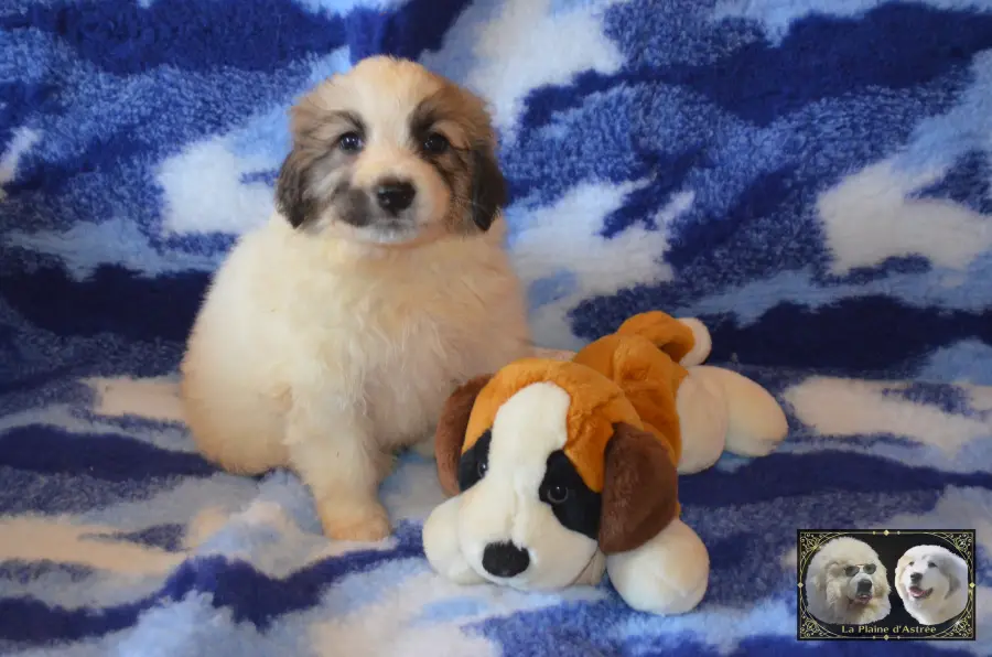 Chiot mâle Montagne des Pyrénées