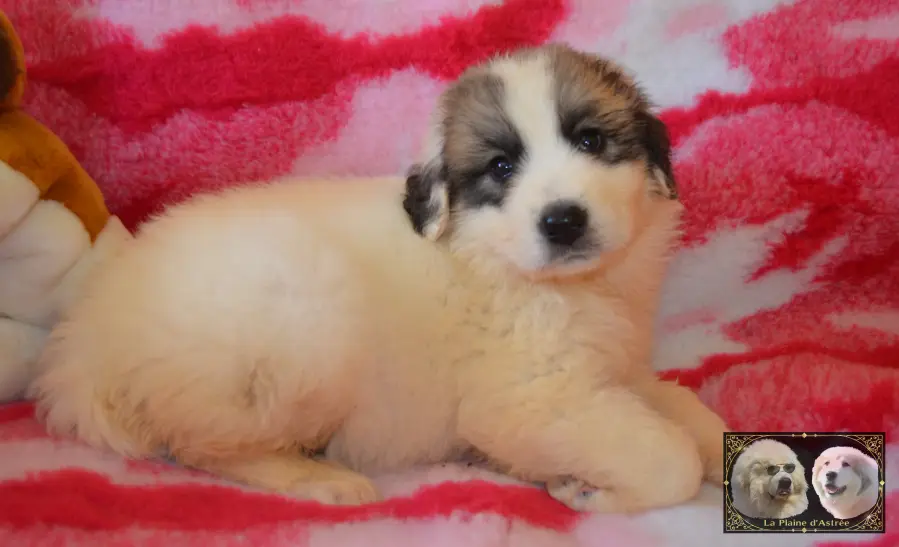 Chiot femelle Montagne des Pyrénées