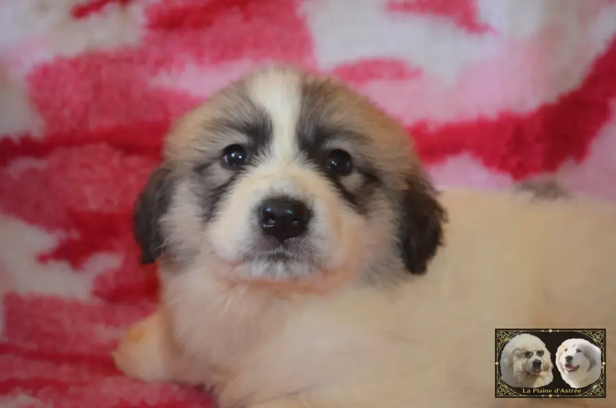 Chiot femelle Montagne des Pyrénées