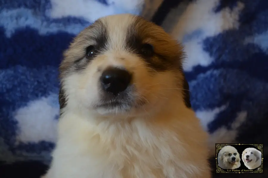 Chiot mâle Montagne des Pyrénées