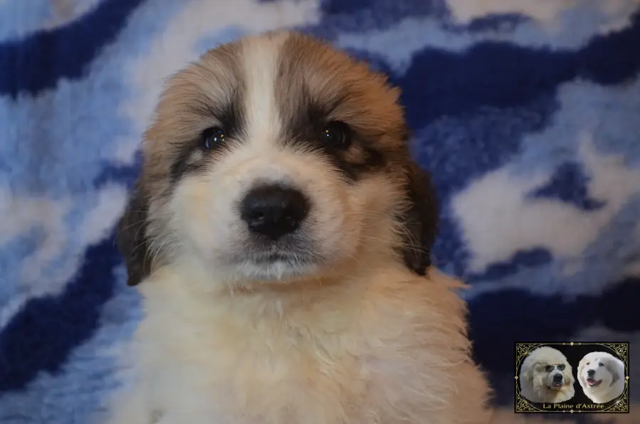 Chiot mâle Montagne des Pyrénées