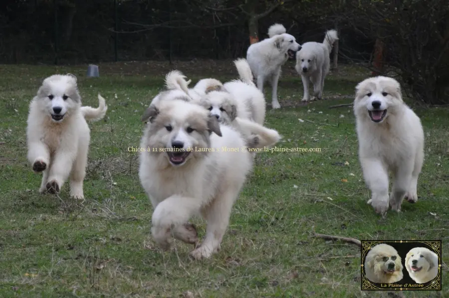 Chiots Montagne des Pyrénées de Lauren et Monet courant à 11 semaines