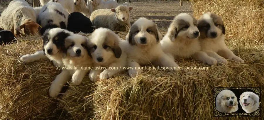 Chiots de Montagne des Pyrénées avec les moutons à la Plaine d’Astrée