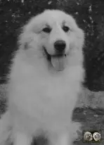 Top Gun de la Plaine d'Astrée Chien de Montagne des Pyrénées