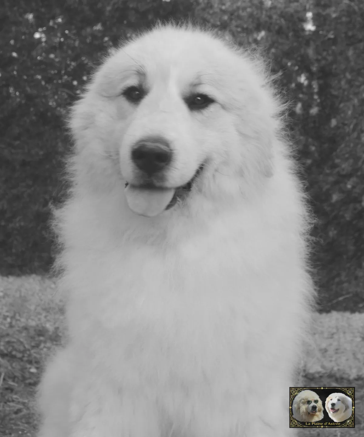 Top Gun de la Plaine d'Astrée Chien de Montagne des Pyrénées