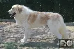 Végas de la Plaine d'Astrée - Chien Montagne des Pyrénées