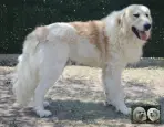 Végas de la Plaine d'Astrée - Chien Montagne des Pyrénées