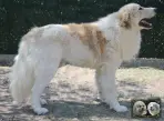Végas de la Plaine d'Astrée - Chien Montagne des Pyrénées
