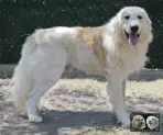 Végas de la Plaine d'Astrée - Chien Montagne des Pyrénées