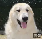 Végas de la Plaine d'Astrée - Chien Montagne des Pyrénées