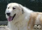 Végas de la Plaine d'Astrée - Chien Montagne des Pyrénées