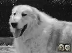 Végas de la Plaine d'Astrée - Chien Montagne des Pyrénées