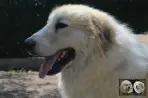 Végas de la Plaine d'Astrée - Chien Montagne des Pyrénées