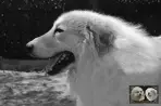 Végas de la Plaine d'Astrée - Chien Montagne des Pyrénées