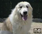 Végas de la Plaine d'Astrée - Chien Montagne des Pyrénées
