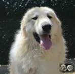 Végas de la Plaine d'Astrée - Chien Montagne des Pyrénées