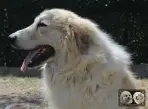 Végas de la Plaine d'Astrée - Chien Montagne des Pyrénées