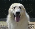 Végas de la Plaine d'Astrée - Chien Montagne des Pyrénées