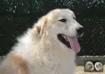 Végas de la Plaine d'Astrée - Chien Montagne des Pyrénées