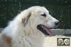 Végas de la Plaine d'Astrée - Chien Montagne des Pyrénées