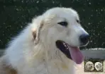 Végas de la Plaine d'Astrée - Chien Montagne des Pyrénées