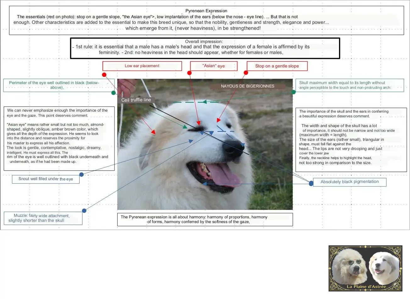 English diagram explaining the Pyrenean expression of the Pyrenean Mountain Dog