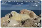 Floyd de la Plaine d’Astrée