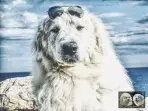 Floyd, photo 5