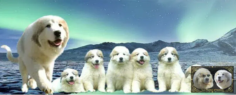 Chien de Montagne des Pyrénées et sa portée, Élevage de la Plaine d'Astrée