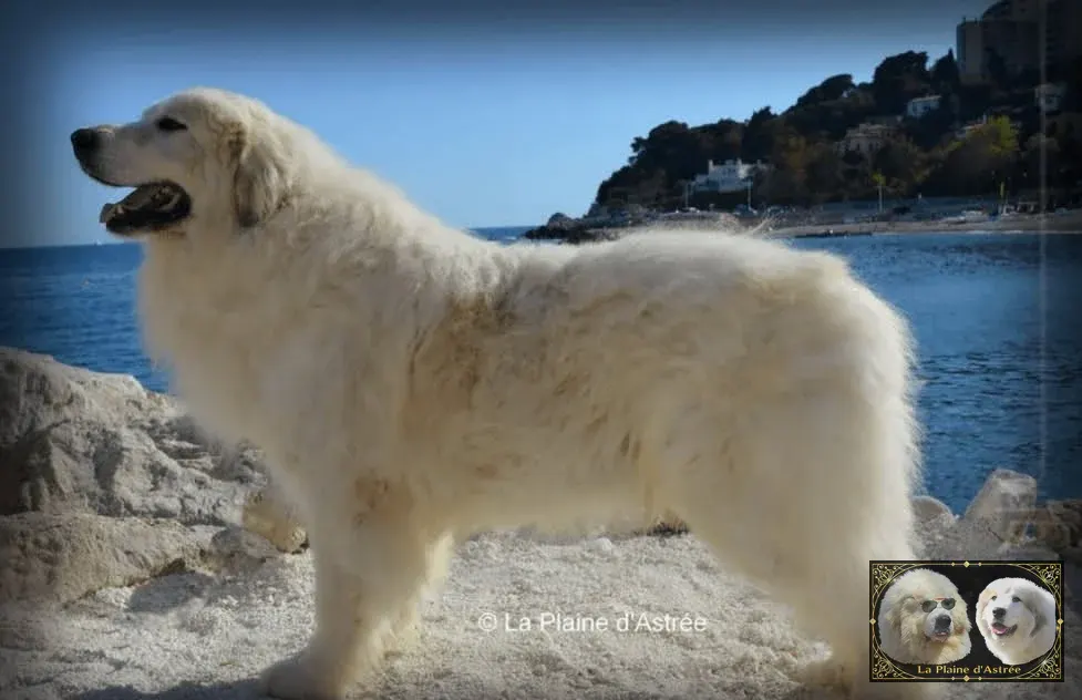 Floyd de la Plaine d'Astrée, Multi-Champion de Beauté, au bord de la Méditerranée
