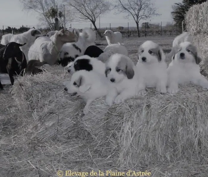 Chiens de Montagne des Pyrénées de la Plaine d’Astrée auprès du troupeau