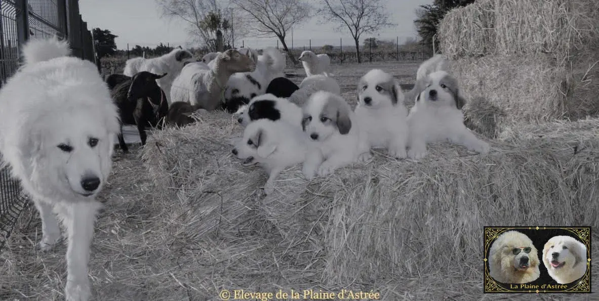 Patou de la Plaine d'Astrée gardant ses chiots et le troupeau sur les bottes de foin