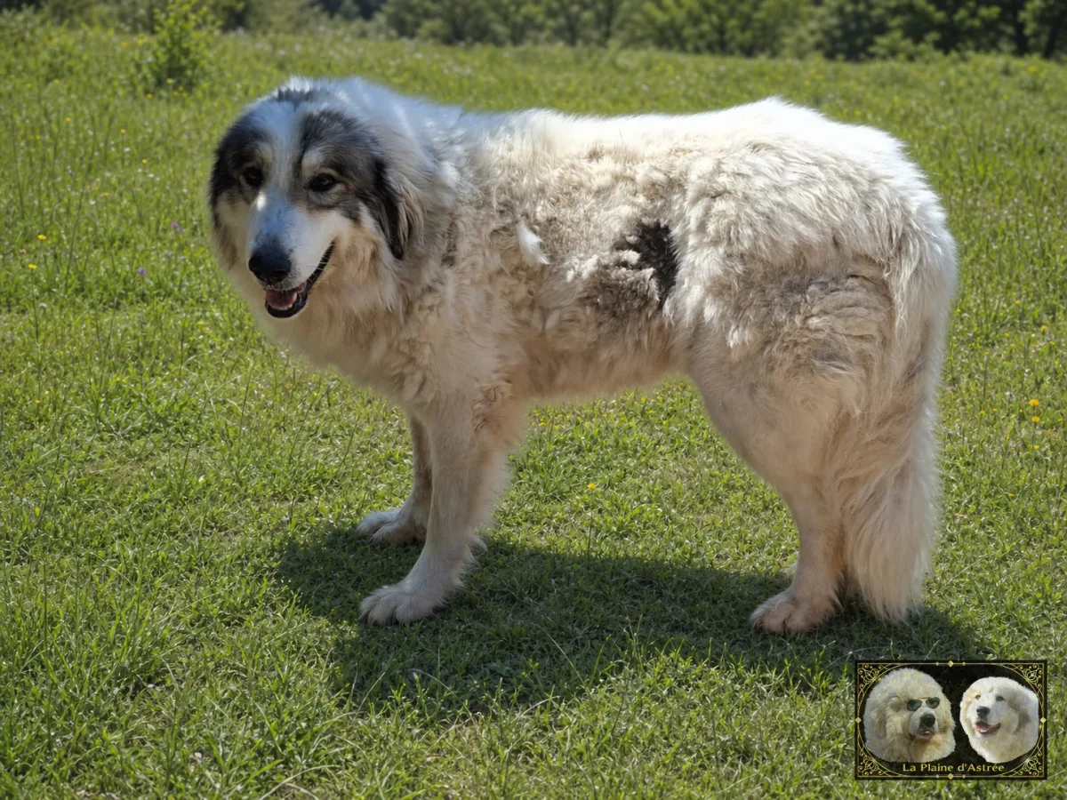 Chien de Montagne des Pyrénées - Union Island de la Plaine d'Astrée