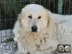 Chien de Montagne des Pyrénées - Louksor de Alba de Los Danzantes