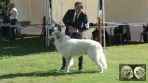 Chien de Montagne des Pyrénées - Louksor de Alba de Los Danzantes