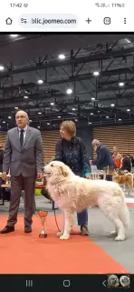 Chien de Montagne des Pyrénées - Louksor de Alba de Los Danzantes