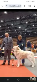 Chien de Montagne des Pyrénées - Louksor de Alba de Los Danzantes